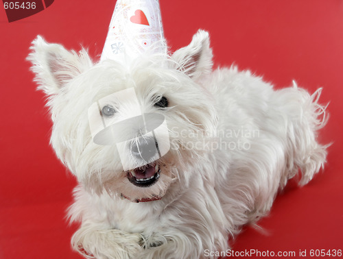 Image of Dog party
