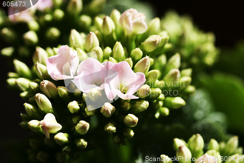 Image of Beautiful wild flower.