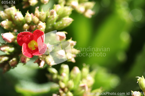 Image of Beautiful wild flower.