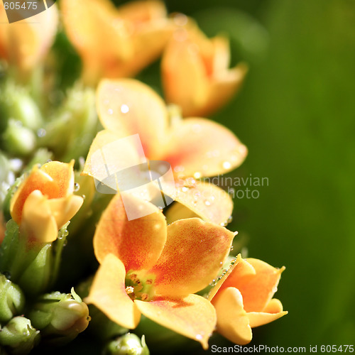 Image of Beautiful wild flower.