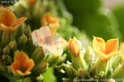 Image of Beautiful wild flower.