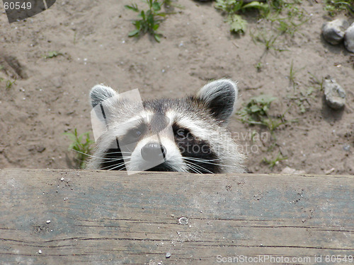 Image of Raccoon Peeking