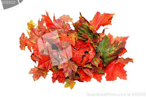 Image of Leaves isolated