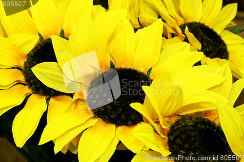 Image of Sunflowers detail