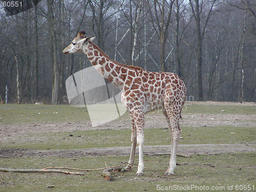 Image of Rothschilds Giraffe