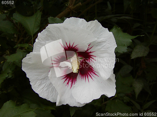 Image of Hibiscus Flower