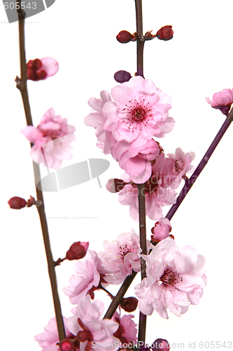 Image of Stunning Image of Cherry Blossoms