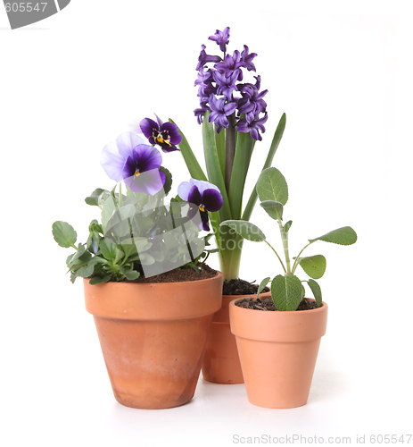 Image of Colorful Spring Flowers of Pansies and Hyacinth in Pots