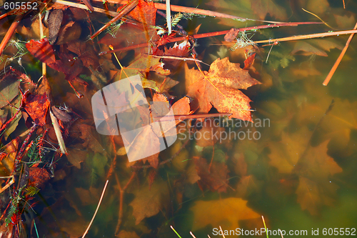 Image of Murky River Water With Beautiful Fall Leaves Underwater