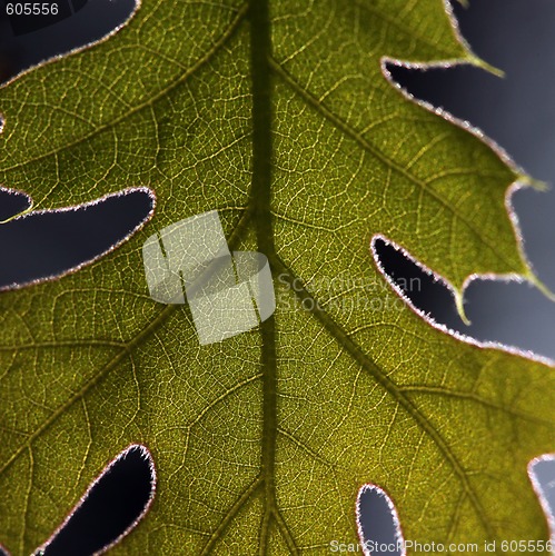 Image of Extreme Close Up of a Leaf