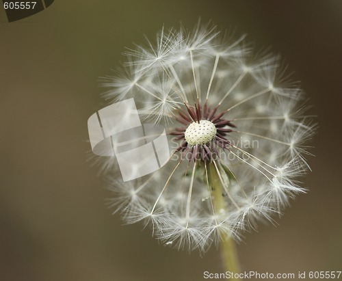 Image of Extreme Depth of Field With a Dandilion