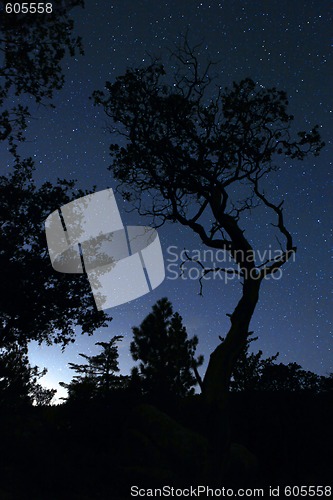 Image of Life Like Tree Silhouette in the Darkness