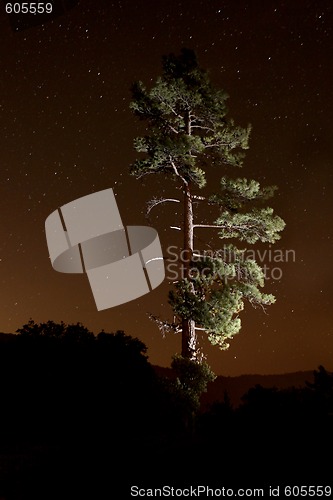 Image of Lightpainted Tree in the Forest at Night