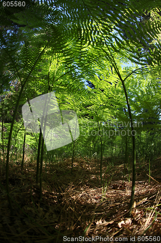 Image of Miniature Fern Forest Amongst Fallen Pine Tree Needles