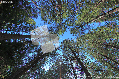 Image of Extremely Tall Pine Trees in Nature