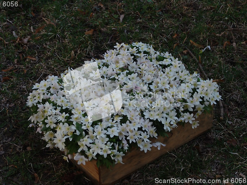 Image of Wood anemone