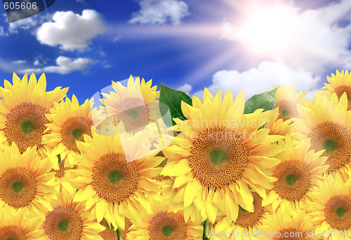 Image of Bright Yellow Sunflowers on a Beautiful Sunny Day