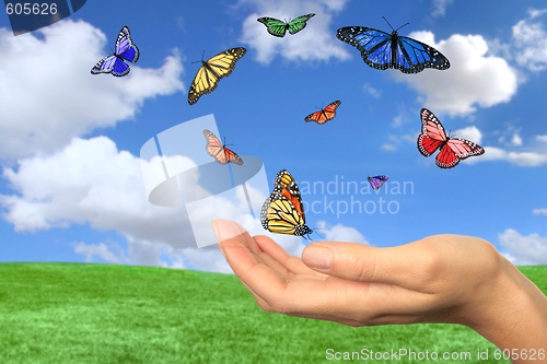 Image of Pretty Butterflies Flying Free