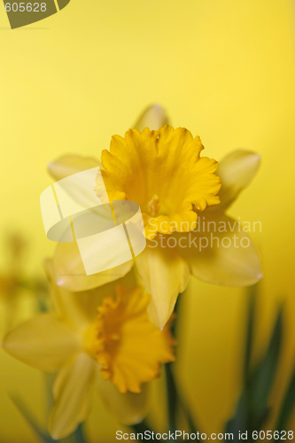 Image of Yellow Daffodil With Extreme Depth of Field