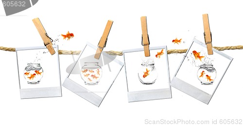 Image of Humous Image of Goldfish Jumping Around