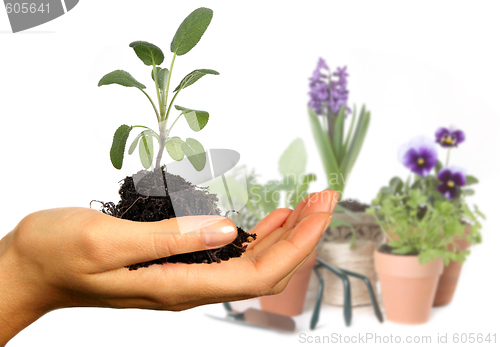 Image of Colorful Spring Flowers in Pots