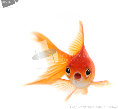 Image of Shocked Goldfish Isolated on White Background