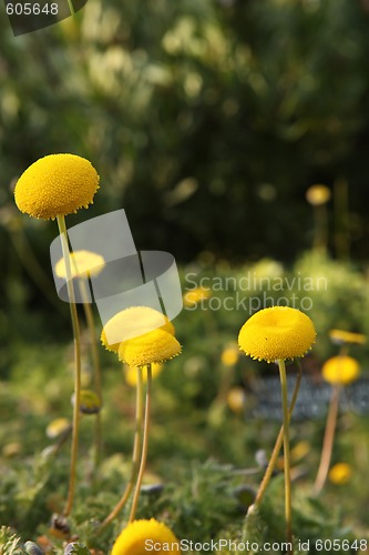Image of Empty Daisy Flower Buds Outdoors in the Sunshine