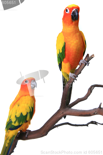 Image of 2 Sun Conure Parrots on a Natural Branch