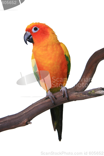 Image of Cute Sun Conure Parrot Sitting on a Wooden Perch