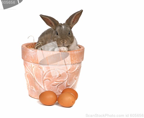 Image of Adorable Pet Grey Rabbit With Eggs in a Pot