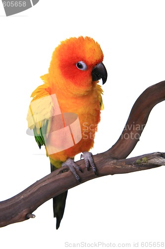 Image of Puffy Sun Conure Parrot Bird