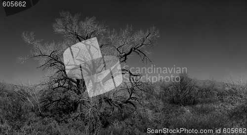 Image of Infared Monochrome Image of a Tree in the Brush