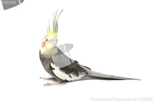 Image of Cute Grey Curious Cockatiel