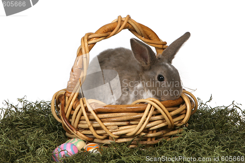 Image of Cute Grey Rabbit in a Wicker Basket