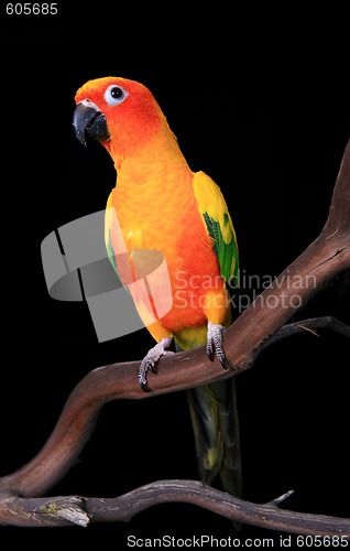 Image of Curious Sun Conure Parrot Looking Ahead