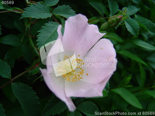 Image of flower