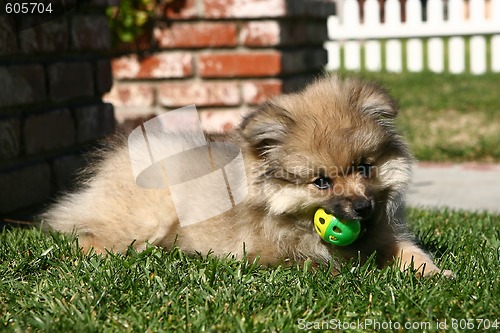 Image of Pomeranian Puppy Playing