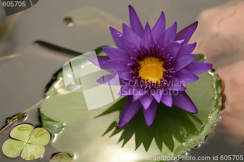Image of Beautiful Purple Lotus on Lilly Pad