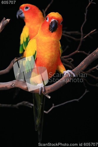 Image of Sun Conure Parrots With One Looking at The Viewer