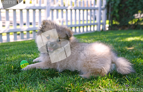 Image of Cute Puppy Pomeranian Dog Playing Outdoors