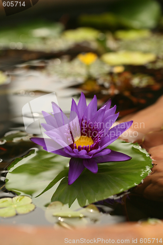 Image of Image of Lotus in Reflective Water