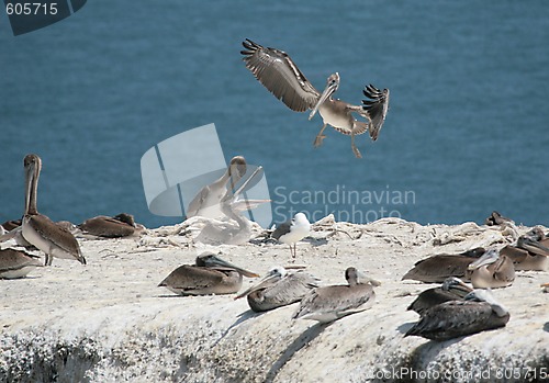 Image of Wild Pelicans on a Cliff Communicating