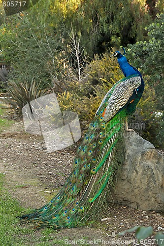 Image of Peacock Male Bird Posing