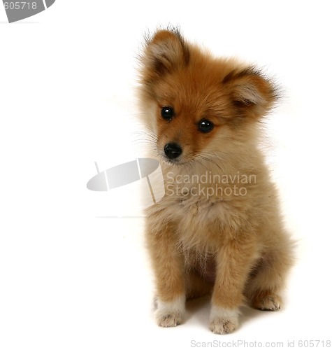 Image of Adorable Looking Pomeranian Puppy