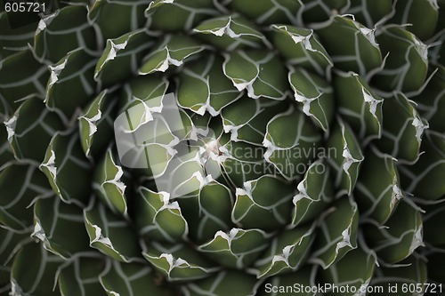 Image of Circle Pattern Center of a Succulent Cactus