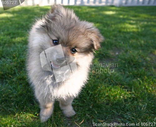 Image of Sweet Adorable Pomeranian Puppy