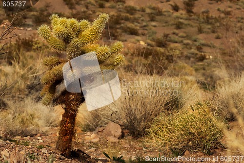 Image of Lone Cactus Tree in Nelson, Nevada USA