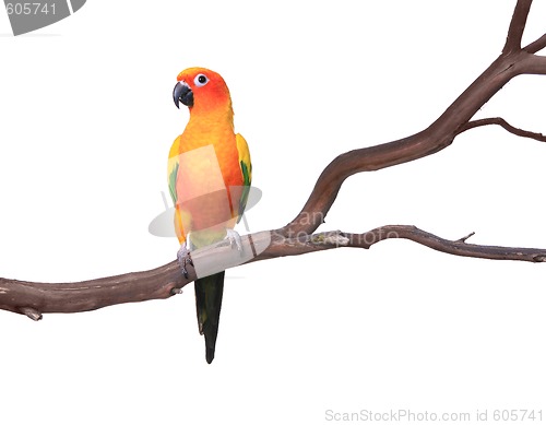 Image of Single Sun Conure Parrot on a Tree Branch