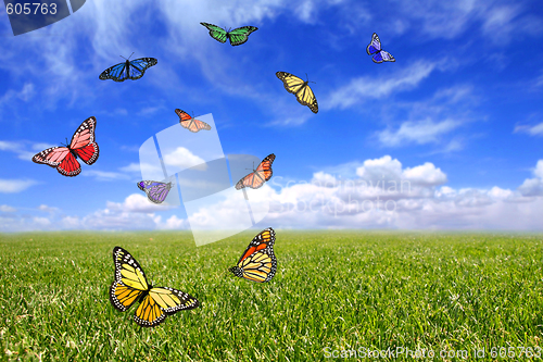 Image of Beautiful Butterflies Flying Free in an Open Field