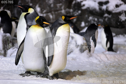 Image of Emperor Penguins Hanging Out Together